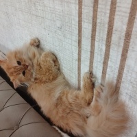 British Longhair, Kedi  Paşa fotoğrafı