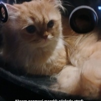 British Longhair, Kedi  Paşa fotoğrafı