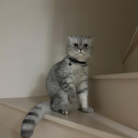 British Shorthair, Kedi  Ercü fotoğrafı