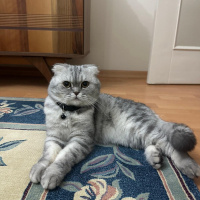 British Shorthair, Kedi  Ercü fotoğrafı