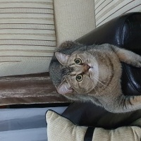 British Shorthair, Kedi  BAL fotoğrafı
