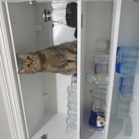 British Shorthair, Kedi  BAL fotoğrafı