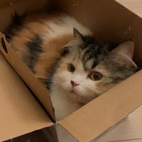 İran Kedisi (Persian), Kedi  Karamel fotoğrafı