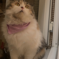 İran Kedisi (Persian), Kedi  Karamel fotoğrafı