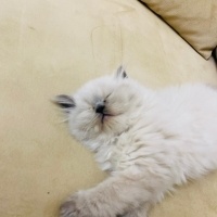 Scottish Fold, Kedi  ciro fotoğrafı