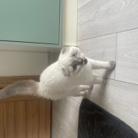 Scottish Fold, Kedi  Maya fotoğrafı