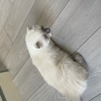 Scottish Fold, Kedi  Maya fotoğrafı