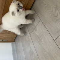 Scottish Fold, Kedi  Maya fotoğrafı