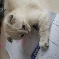 Scottish Fold, Kedi  Misha fotoğrafı