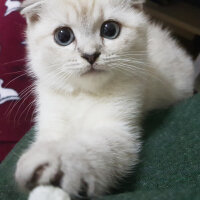 Scottish Fold, Kedi  Misha fotoğrafı