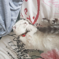 Scottish Fold, Kedi  Misha fotoğrafı