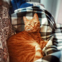 Tekir Kedi, Kedi  Gölge fotoğrafı