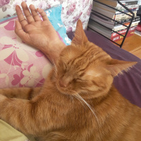 Tekir Kedi, Kedi  Gölge fotoğrafı