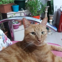 Tekir Kedi, Kedi  Gölge fotoğrafı