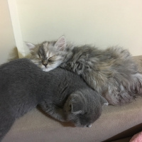 Chinchilla, Kedi  İrmik fotoğrafı