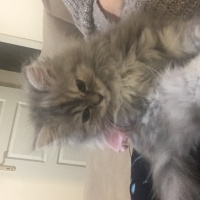 Chinchilla, Kedi  İrmik fotoğrafı