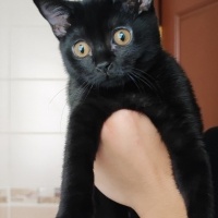 Bombay, Kedi  İsmi yok fotoğrafı