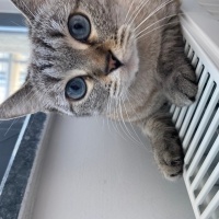 Siyam Kedisi, Kedi  Peri fotoğrafı