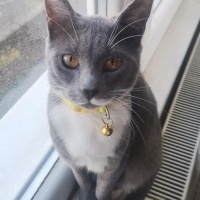 Tekir Kedi, Kedi  Luna fotoğrafı