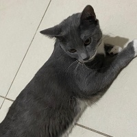 Tekir Kedi, Kedi  Luna fotoğrafı