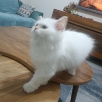 İran Kedisi (Persian), Kedi  Mia fotoğrafı