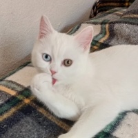 Van Kedisi, Kedi  Efe fotoğrafı
