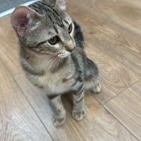 Tekir Kedi, Kedi  Dolunay fotoğrafı