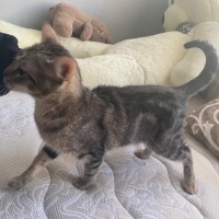 Tekir Kedi, Kedi  Dolunay fotoğrafı