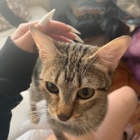 Tekir Kedi, Kedi  Dolunay fotoğrafı