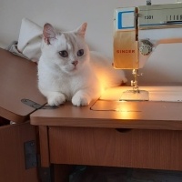 British Shorthair, Kedi  Mila fotoğrafı