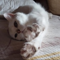 British Shorthair, Kedi  Mila fotoğrafı