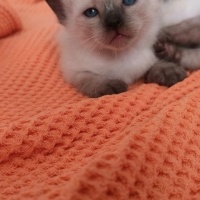 Siyam Kedisi, Kedi  2 Yavru Siyam Kedisi fotoğrafı