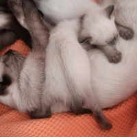 Siyam Kedisi, Kedi  2 Yavru Siyam Kedisi fotoğrafı