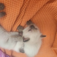 Siyam Kedisi, Kedi  2 Yavru Siyam Kedisi fotoğrafı