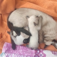 Siyam Kedisi, Kedi  2 Yavru Siyam Kedisi fotoğrafı