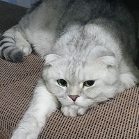 Scottish Fold, Kedi  Haşmet fotoğrafı