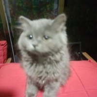 British Longhair, Kedi  2 Aylik İSİM VERMEDİM fotoğrafı