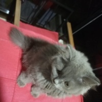 British Longhair, Kedi  2 Aylik İSİM VERMEDİM fotoğrafı