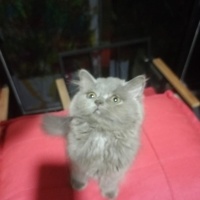 British Longhair, Kedi  2 Aylik İSİM VERMEDİM fotoğrafı