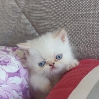 Chinchilla, Kedi  Balim fotoğrafı
