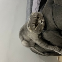 Scottish Fold, Kedi  MİA fotoğrafı