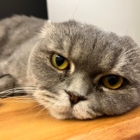 Scottish Fold, Kedi  MİA fotoğrafı
