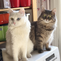 Van Kedisi, Kedi  Maya fotoğrafı