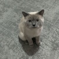 British Shorthair, Kedi  adnan fotoğrafı