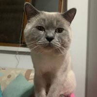 British Shorthair, Kedi  adnan fotoğrafı