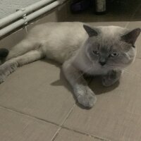 British Shorthair, Kedi  adnan fotoğrafı