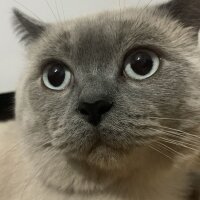 British Shorthair, Kedi  adnan fotoğrafı