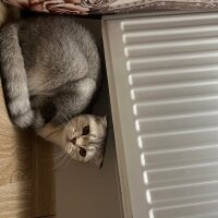 Scottish Fold, Kedi  Miya fotoğrafı