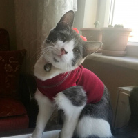 Tekir Kedi, Kedi  Bastet fotoğrafı