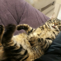 Tekir Kedi, Kedi  Köfte fotoğrafı
